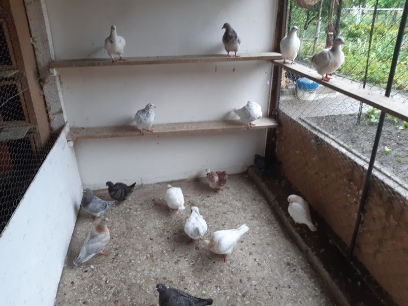  - 08 PUI TEXANI 2023