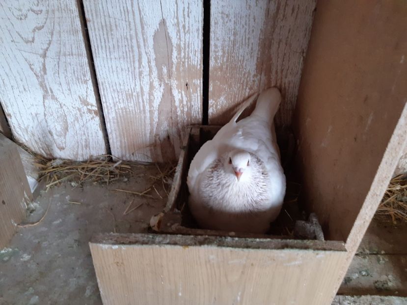  - 08 PUI TEXANI 2023