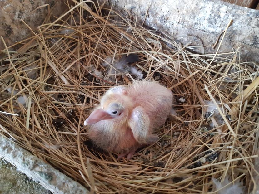  - 08 PUI TEXANI 2023