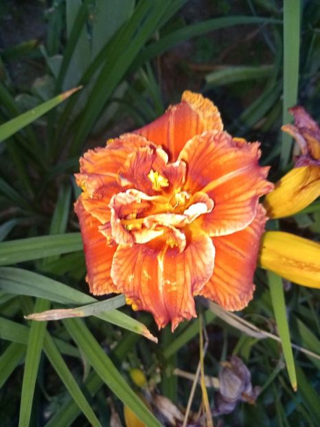 IMG-20230819-WA0003 - A FLORI DIN GRADINA MEA