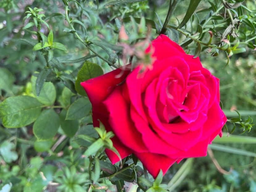 7406B063-8167-4937-A7B4-1138636E48CE - Trandafiri 2023 3 2024