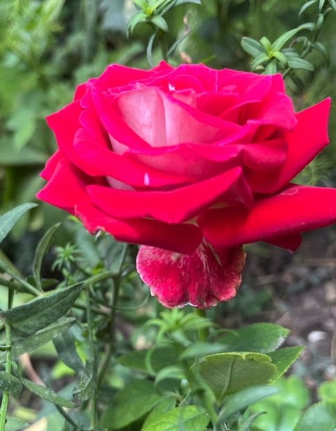 B03B5B7A-EB6B-4D9C-A09C-4EB1712A6C77 - Trandafiri 2023 3 2024