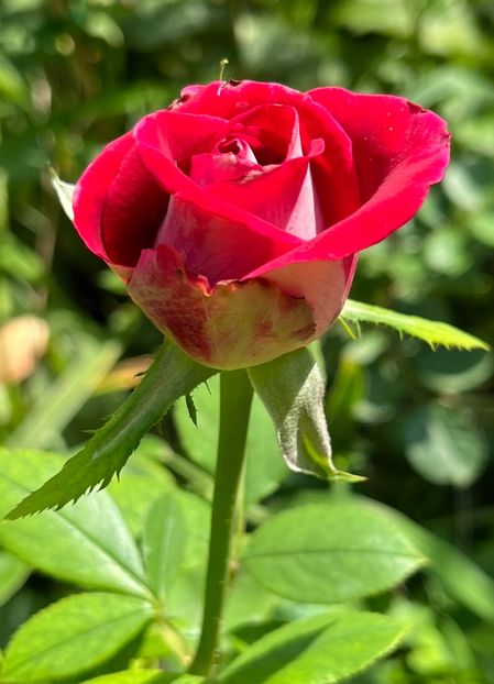 4907F60C-7332-4FC2-9098-7EFD04FA2A5A - Trandafiri 2023 3 2024