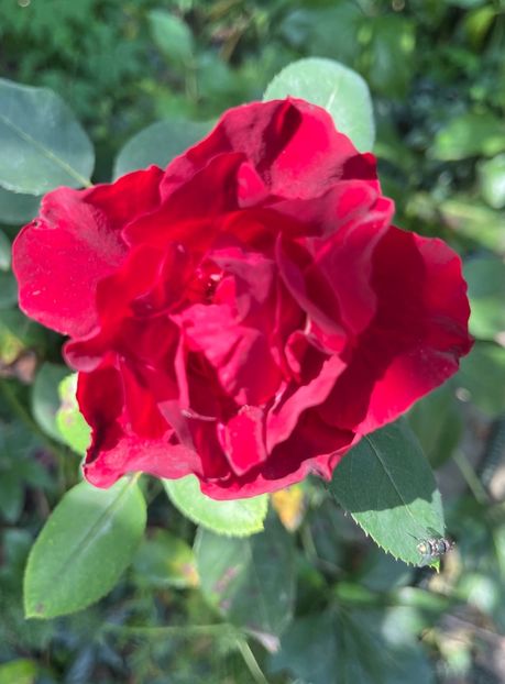 D02595FC-3B47-4F08-BA07-87C4AC72FBE0 - Trandafiri 2023 3 2024