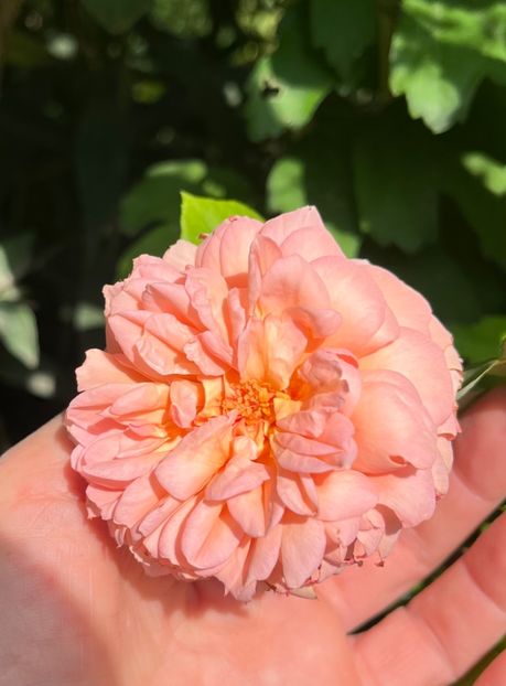 C87954BF-639C-4B35-B006-D6AFC50961DF - Trandafiri 2023 3 2024