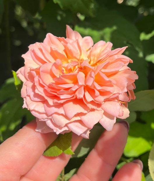 D58BD3D9-90F2-4459-B37E-5EC5D2D0BC24 - Trandafiri 2023 3 2024