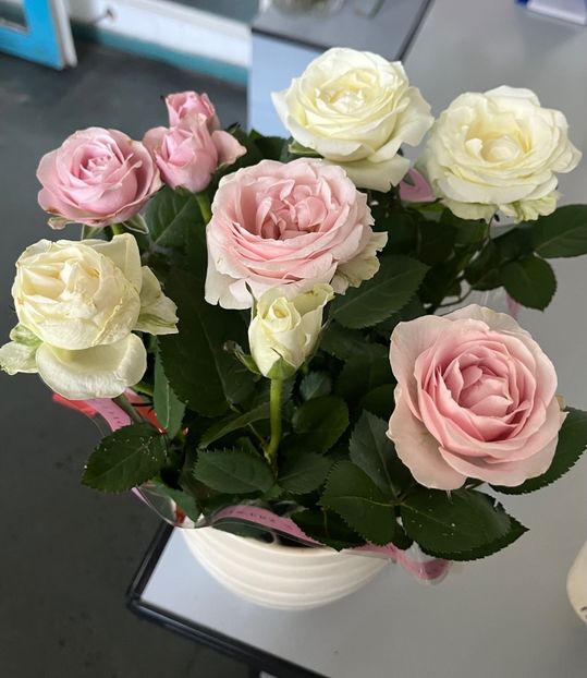 996378CE-F527-44A6-A29B-A2636325F961 - Trandafiri 2023 3 2024