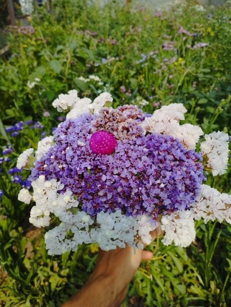  - Limonium perezii 2023
