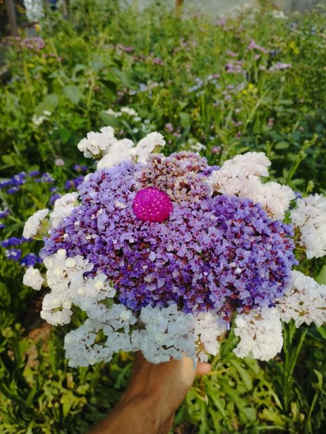  - Limonium perezii 2023