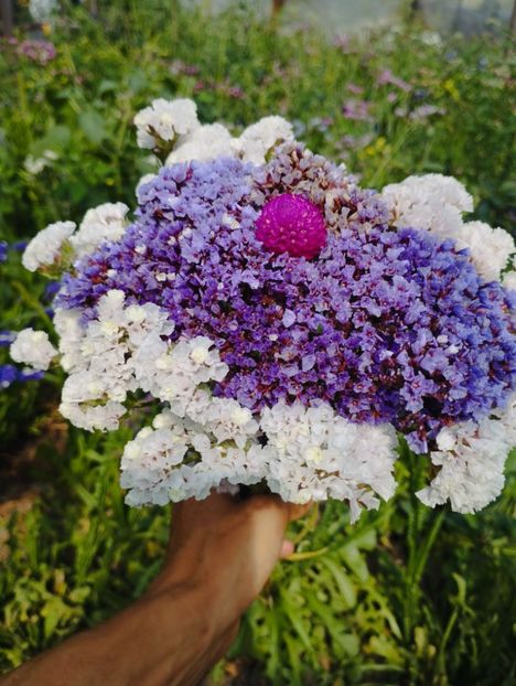  - Limonium perezii 2023