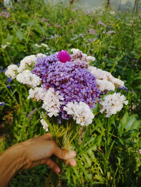  - Limonium perezii 2023