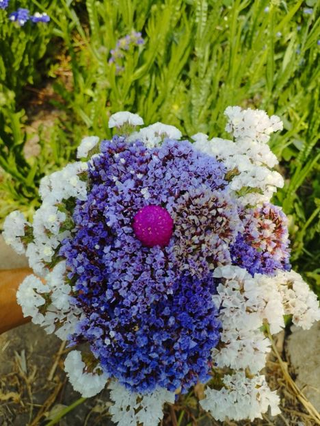  - Limonium perezii 2023