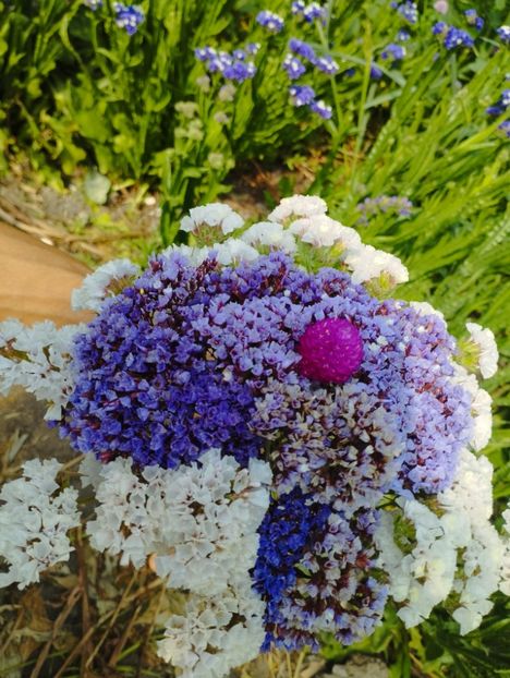  - Limonium perezii 2023