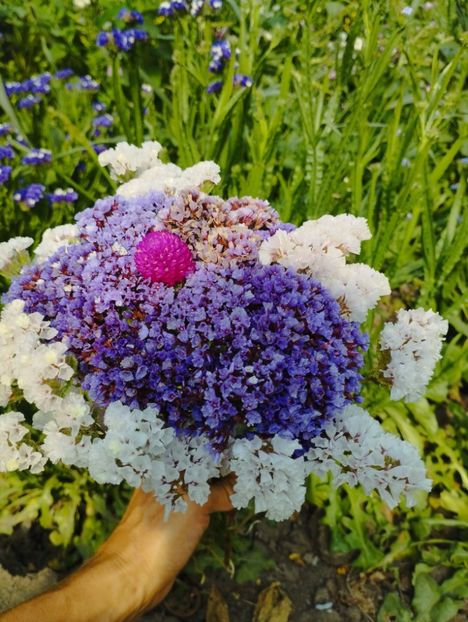  - Limonium perezii 2023