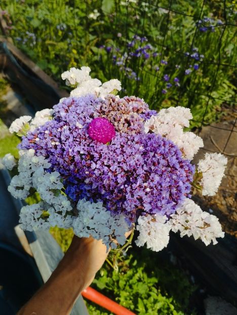  - Limonium perezii 2023