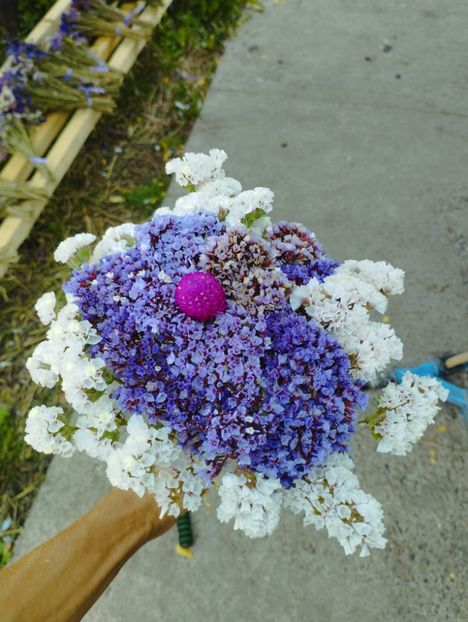  - Limonium perezii 2023