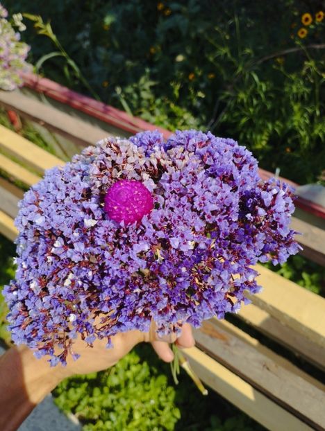  - Limonium perezii 2023