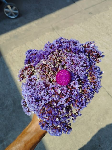  - Limonium perezii 2023