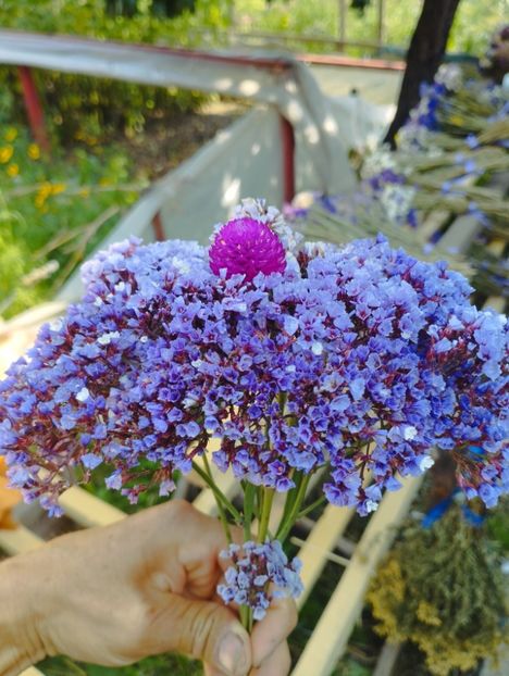  - Limonium perezii 2023