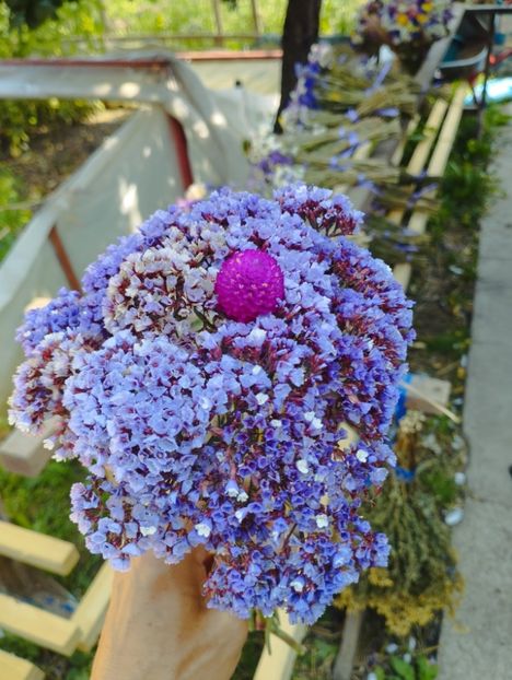  - Limonium perezii 2023