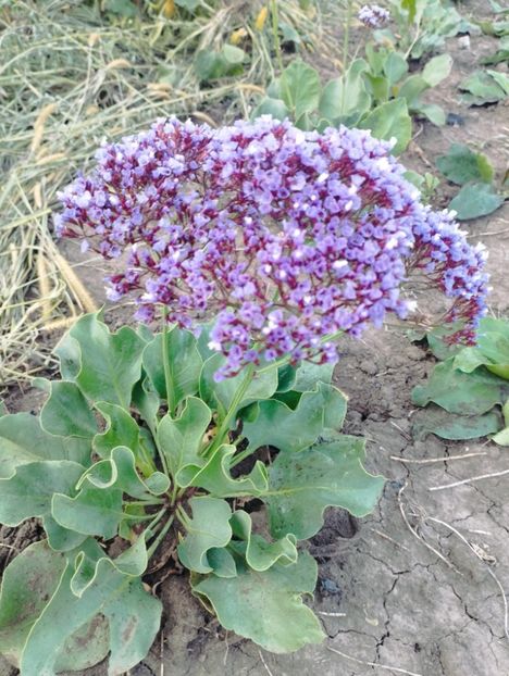  - Limonium perezii 2023