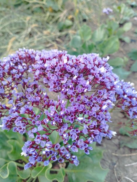  - Limonium perezii 2023