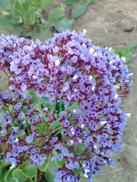  - Limonium perezii 2023