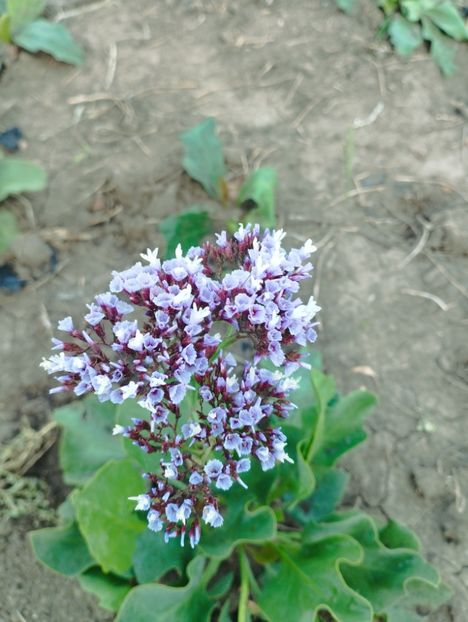  - Limonium perezii 2023