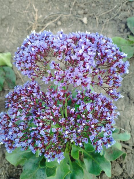  - Limonium perezii 2023