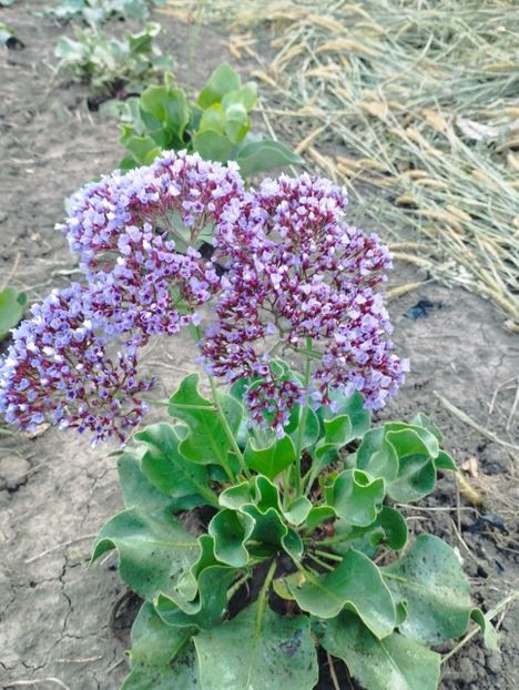  - Limonium perezii 2023
