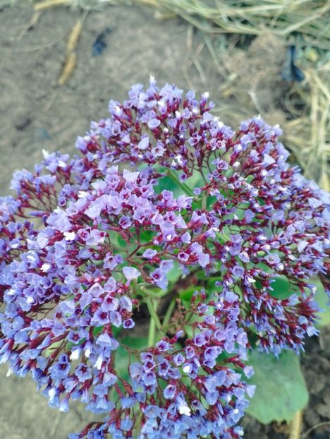  - Limonium perezii 2023