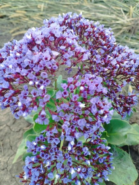  - Limonium perezii 2023