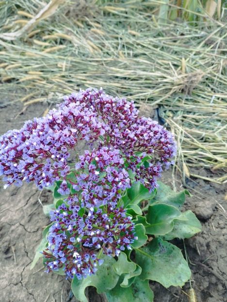  - Limonium perezii 2023