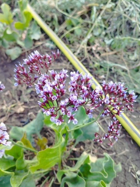  - Limonium perezii 2023