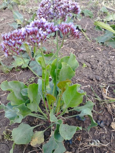 - Limonium perezii 2023