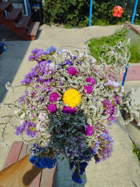  - Limonium Tatar 2023