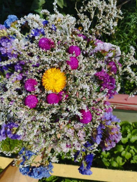  - Limonium Tatar 2023
