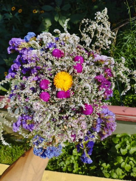  - Limonium Tatar 2023