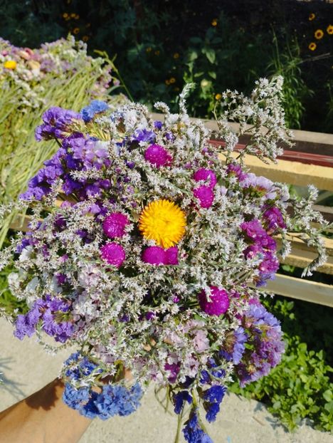  - Limonium Tatar 2023