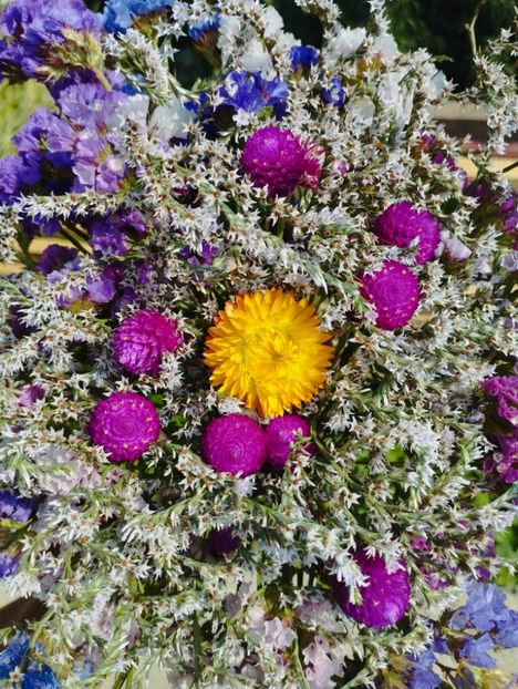  - Limonium Tatar 2023