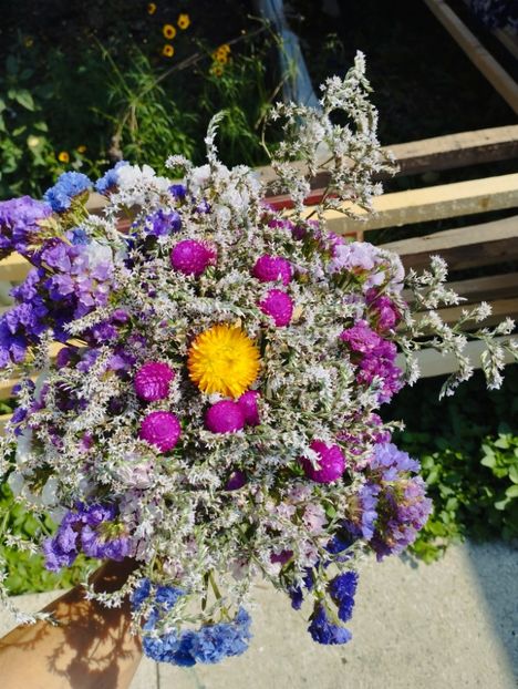  - Limonium Tatar 2023