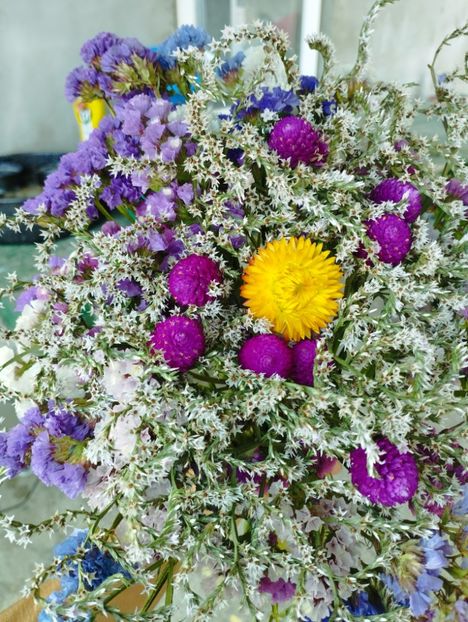  - Limonium Tatar 2023
