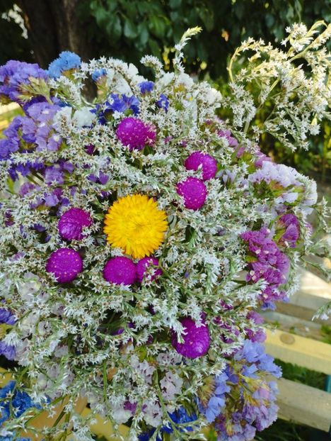  - Limonium Tatar 2023