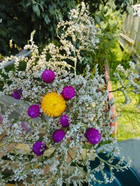  - Limonium Tatar 2023