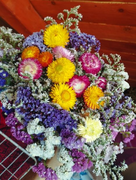  - Limonium Tatar 2023