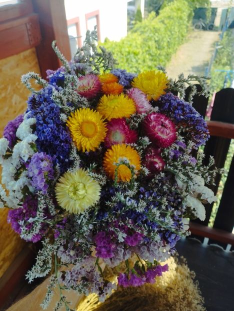  - Limonium Tatar 2023