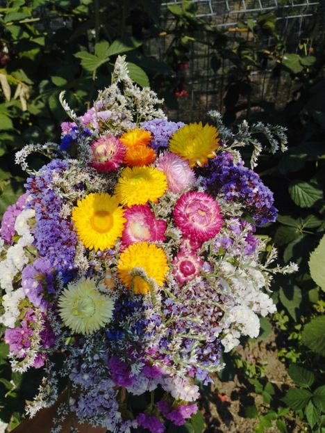  - Limonium Tatar 2023