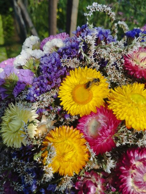  - Limonium Tatar 2023