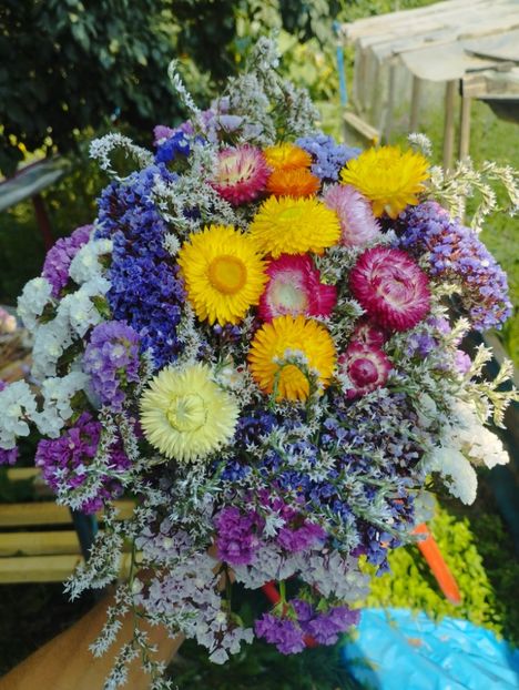  - Limonium Tatar 2023