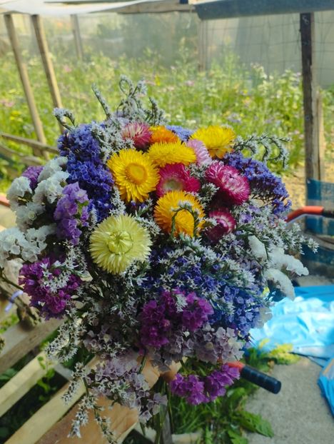  - Limonium Tatar 2023
